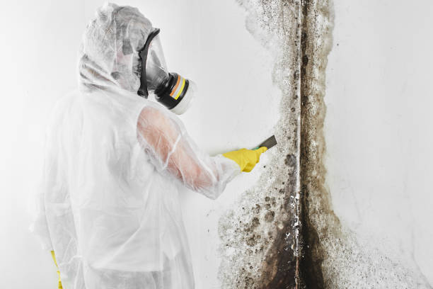 Best Water Damage & Mold Remediation  in Jessup, PA